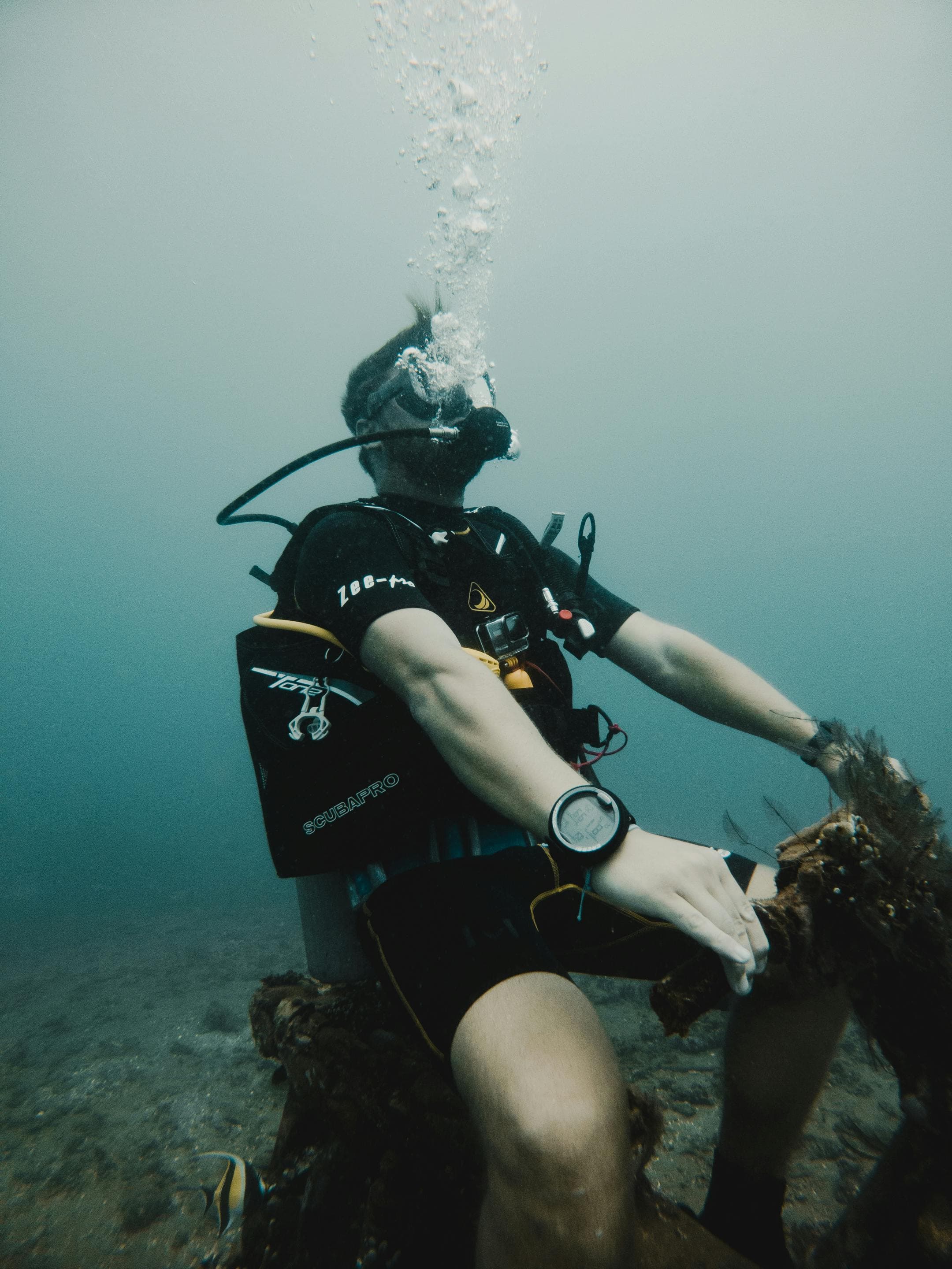 Dive watch collection